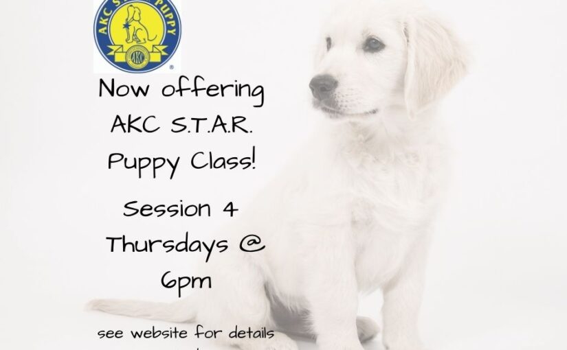 akc star puppy classes