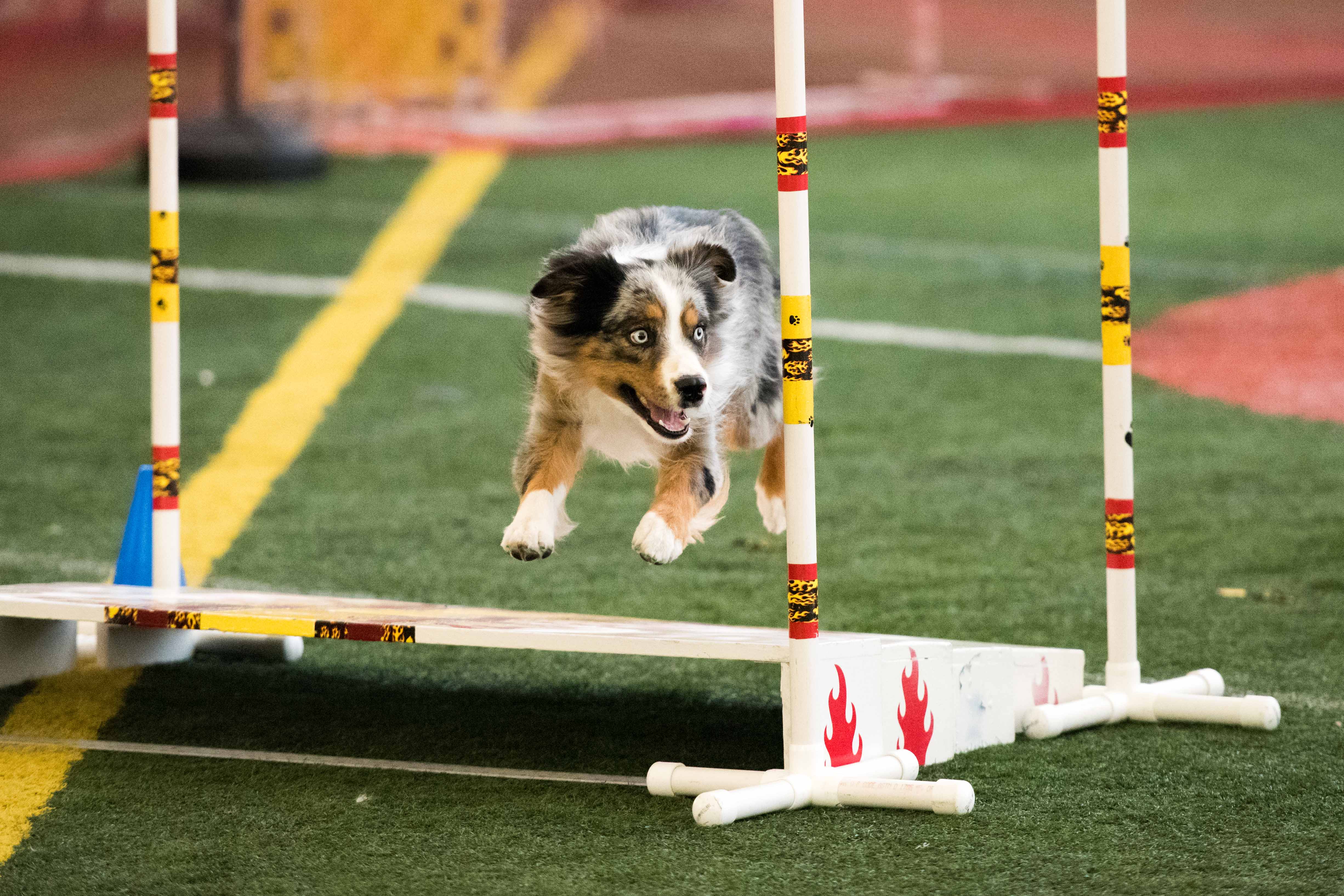 Peoria Obedience Training Club Dogs