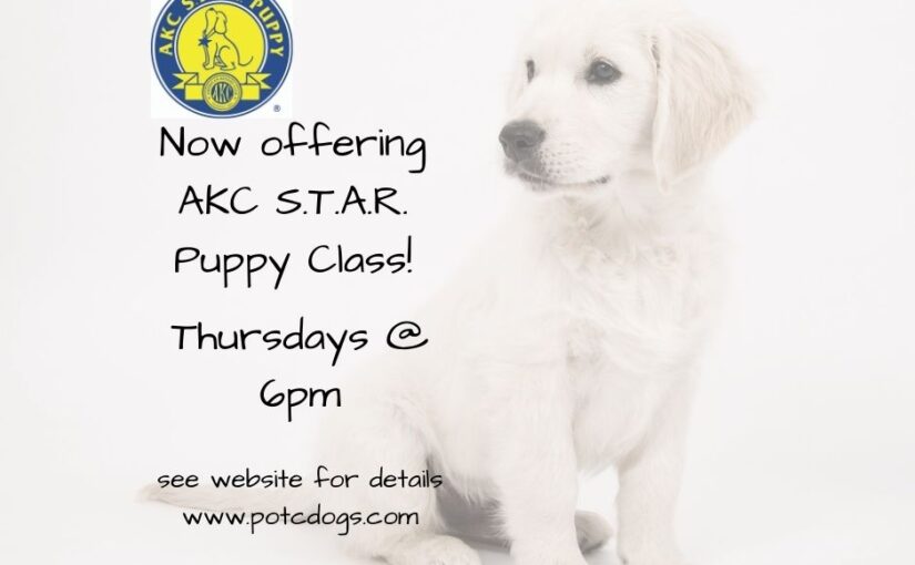 Are Puppies Registered With The Akc